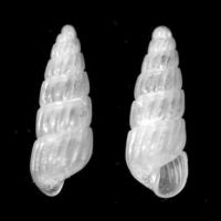 Turbonilla pseudogradata 